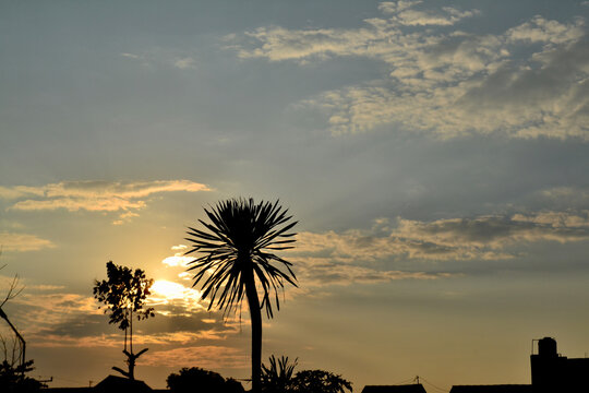 A silhouette of a Bali pandan tree standing beneath a cloudy twilight or dawn sky, palm trees at sunset
