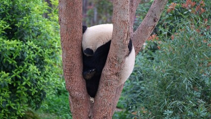 cute panda and the green trees, back portrait of young panda sleeping on tree branches in its natural habitat © ElizabethGo