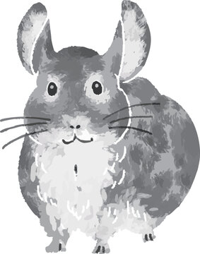 Hand-drawn style full color vector illustration of a cute fluffy chinchilla pet in EPS format