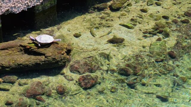 水前寺の藻器堀川　亀の甲羅干し