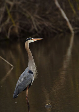 great blue heron hunting in docile stream
