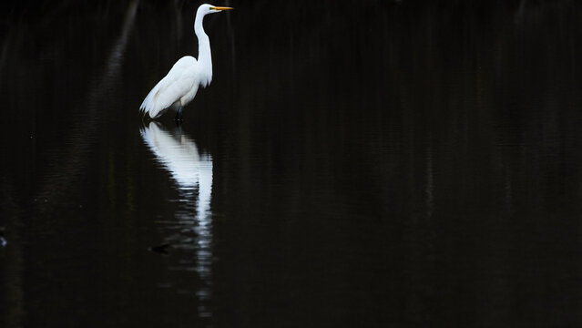 great white egret hunting on calm water. with full reflection