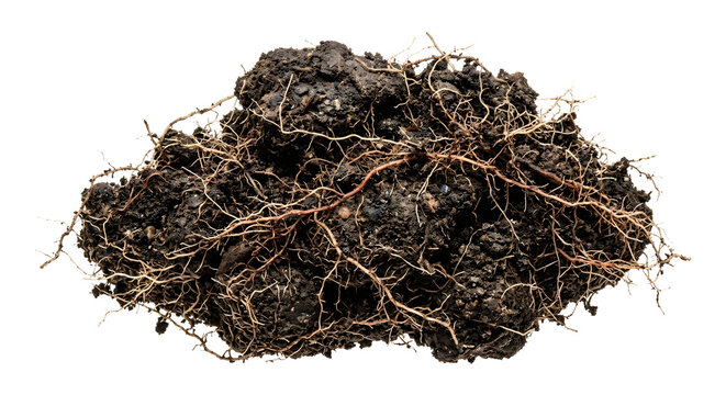Dense network of plant roots clinging to moist soil