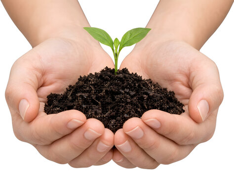 Cupped hands holding green sprout growing in rich soil