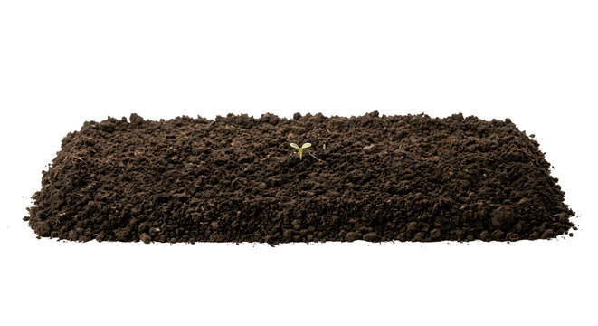 Tiny green sprout emerging from raised garden soil bed