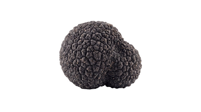 Black winter truffle on white background, whole raw tuber melanosporum mushroom, gourmet culinary ingredient for fine dining and luxury cooking