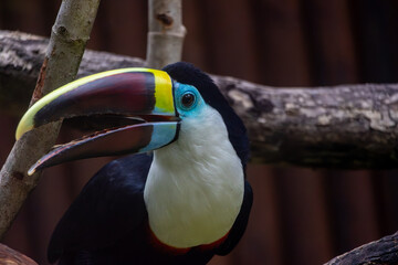 Keel-Billed Toucan Close-Up Portrait © Robert Arango L
