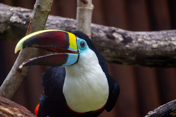 Keel-Billed Toucan Side Portrait © Robert Arango L