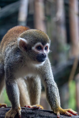 Common Squirrel Monkey Portrait © Robert Arango L