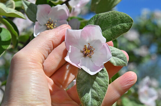 Quince (Chaenomeles) flower in hand
