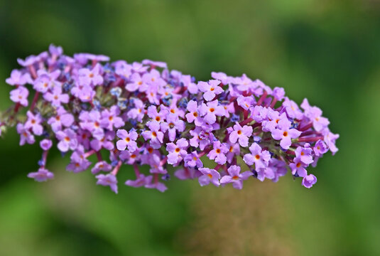 Buddleja davidii flower
