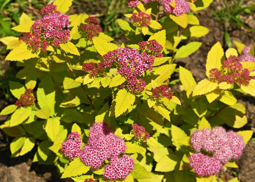 Blossoming Spirea (Spiraea japonica)