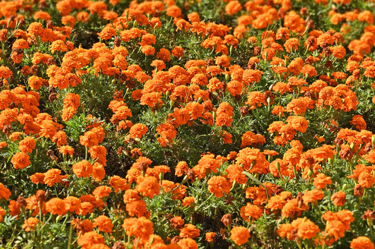 Bright Tagetes flower in flowerbed