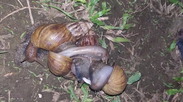 Close-up photograph of giant African land snails interacting and mating on damp soil with green grass. Ideal for biology, nature, and wildlife educational concepts.