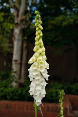 White foxglove flower spike blooming in summer garden © Jose Ferreyra