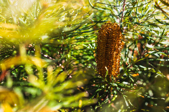 native Australian Birthday Candle plant with orange flower shot at shallow depth of field