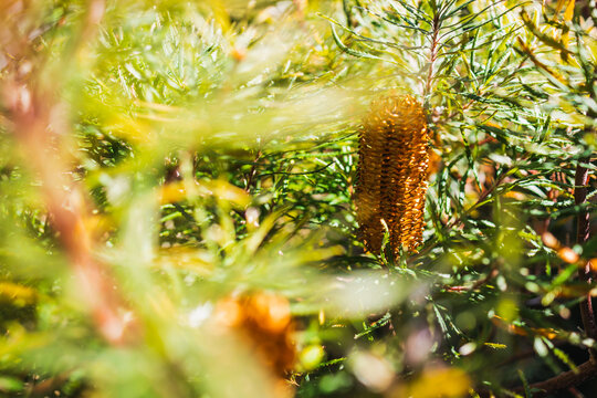 native Australian Birthday Candle plant with orange flower shot at shallow depth of field