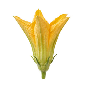 Fresh Kabocha Squash Blossom Isolated On Transparent Background