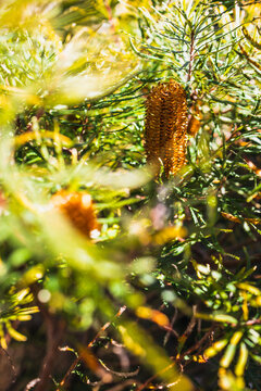 native Australian Birthday Candle plant with orange flower shot at shallow depth of field