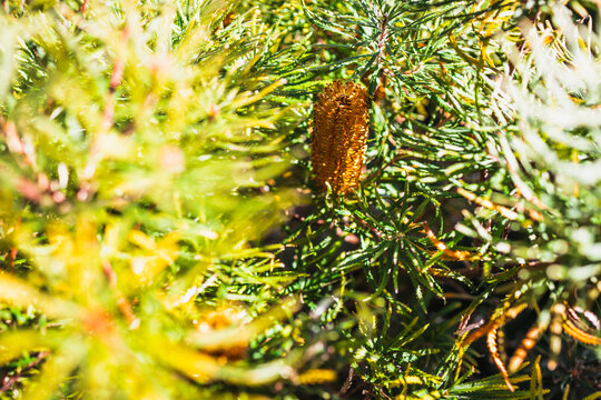 native Australian Birthday Candle plant with orange flower shot at shallow depth of field