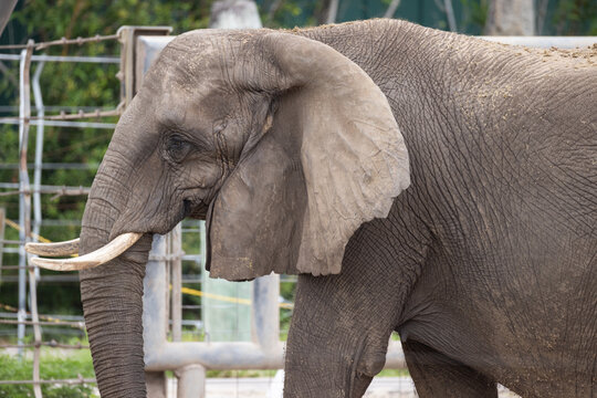 African Elephant (Loxodonta africana) in Captivity &mdash; Close-Up Profile Portrait Showing Wrinkled Skin Texture and Tusks