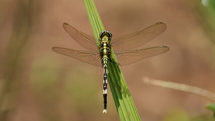 Macro shot of a beautiful green and black dragonfly with transparent wings perched on a green leaf in the garden, showing intricate details of its wings and body against a soft bokeh background. © Silmiart
