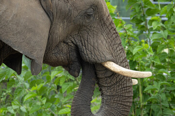 African Elephant (Loxodonta africana) in Captivity — Profile Portrait Showing Ear, Trunk, and Tusk Detail © Matthew Bydalek