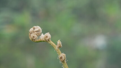 Close Up of a Young Unfurling Fiddlehead Fern with Fuzzy Texture and Fine Hairs Against a Soft Blurred Green Forest Background, Capturing the Beauty of New Life and Growth in Nature © Silmiart