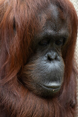 Bornean Orangutan (Pongo pygmaeus) in Captivity — Quiet Portrait of Critically Endangered Great Ape with Downward Gaze © Matthew Bydalek