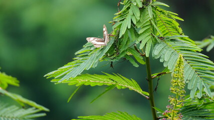 Beautiful butterfly perched on a vibrant green leafy branch in a lush tropical garden environment, close-up nature photography of a wild insect in its natural habitat with blurred background. © Silmiart