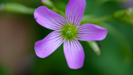 Obraz premium Close up macro shot of a beautiful pink woodsorrel flower with delicate purple veins and five petals blooming in a lush garden with a soft blurred green background for botanical design.