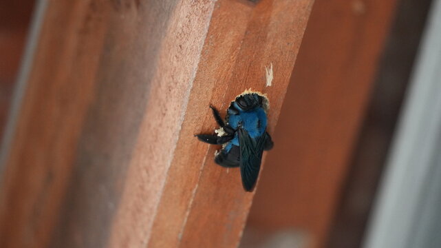Large metallic blue carpenter bee (Xylocopa caerulea) entering a circular nest hole bored into a brown wooden beam, macro close-up of a wood-boring insect in natural habitat and environment.