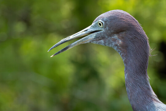 Little Blue Heron (Egretta caerulea) Extreme Close-Up &mdash; Native Florida Wading Bird with Open Bill and Sharp Eye Detail