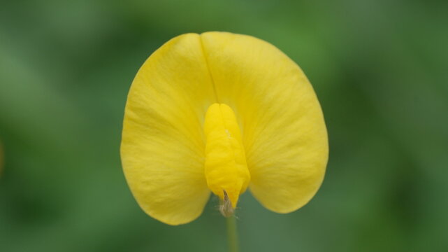 Vibrant Close-up of a Bright Yellow Pinto Peanut Flower (Arachis Pintoi) Blooming in a Tropical Garden with Soft Blurred Green Foliage Background, Macro Photography of Nature and Botanical Beauty