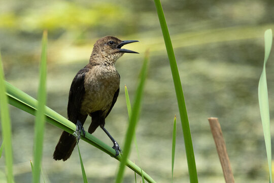 Boat-tailed Grackle (Quiscalus major) Calling &mdash; Female Florida Blackbird Perched on Marsh Reed
