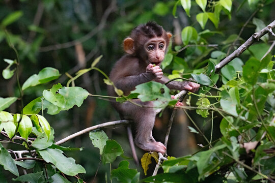 Baby macaque, in Kinabangtan, Borneo.