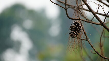 Close up of a dry pine cone hanging on a branch of a coniferous tree in the forest with a beautiful soft bokeh background, representing nature, wilderness, and autumnal season in the woods. © Silmiart