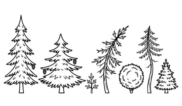 Pine tree line art set, hand drawn forest trees bush and branches, black and white vector illustration collection