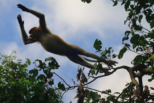 Proboscis money leaping, in Kinabangtan river, Borneo.