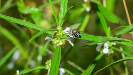 Bee collecting nectar and pollen from a white flower. Detailed macro scene of pollination and garden biodiversity © nilanka