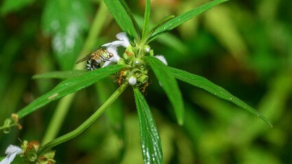 Bee collecting nectar and pollen from a white flower. Detailed macro scene of pollination and garden biodiversity © nilanka