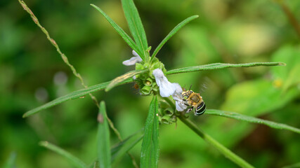 Bee collecting nectar and pollen from a white flower. Detailed macro scene of pollination and garden biodiversity © nilanka