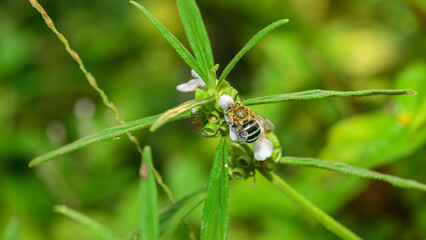 Blue-banded bee collecting nectar and pollen from a white flower. Detailed macro scene of pollination and garden biodiversity © nilanka