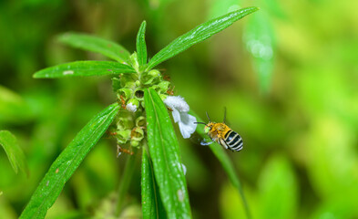 Blue-banded bee collecting nectar and pollen from a white flower. Detailed macro scene of pollination and garden biodiversity © nilanka
