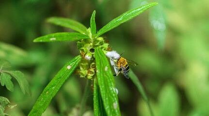 Bee collecting nectar and pollen from a white flower. Detailed macro scene of pollination and garden biodiversity © nilanka