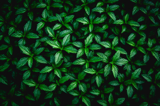 A dense cluster of vibrant green leafy plants fills the frame, showing lush healthy foliage in natural detail.