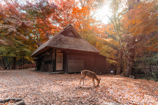 A cute deer during the autumn foliage at Nara in Japan