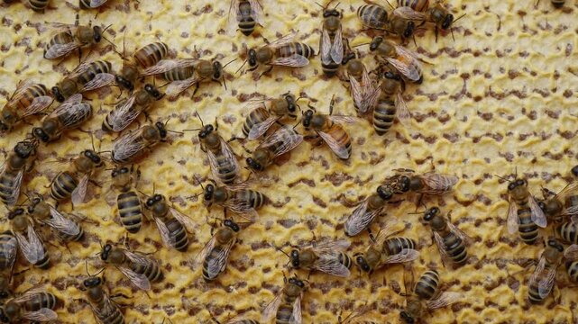 Bees close honey in combs.
For long-term storage, honey bees are closed in combs

