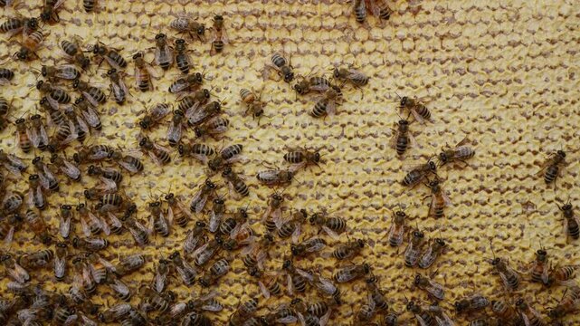 Bees close honey in combs.
For long-term storage, honey bees are closed in combs
