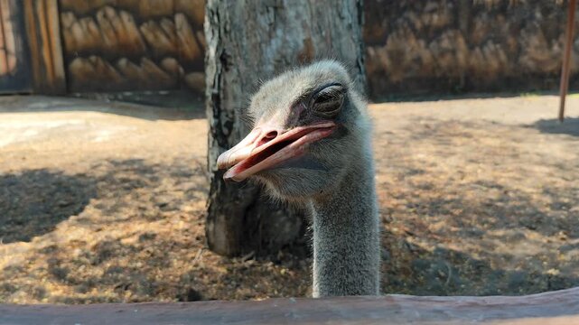 Closeup of an ostrich head. Shows the expression of an ostrich in a cage.
